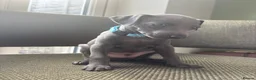 Italian Greyhound dogs for sale: Italian Greyhound & one quarter Whippet puppies  - Advert 12