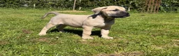 Boerboel dogs for sale: Topguard Kennels 2026 waitlist now open! - Advert 7
