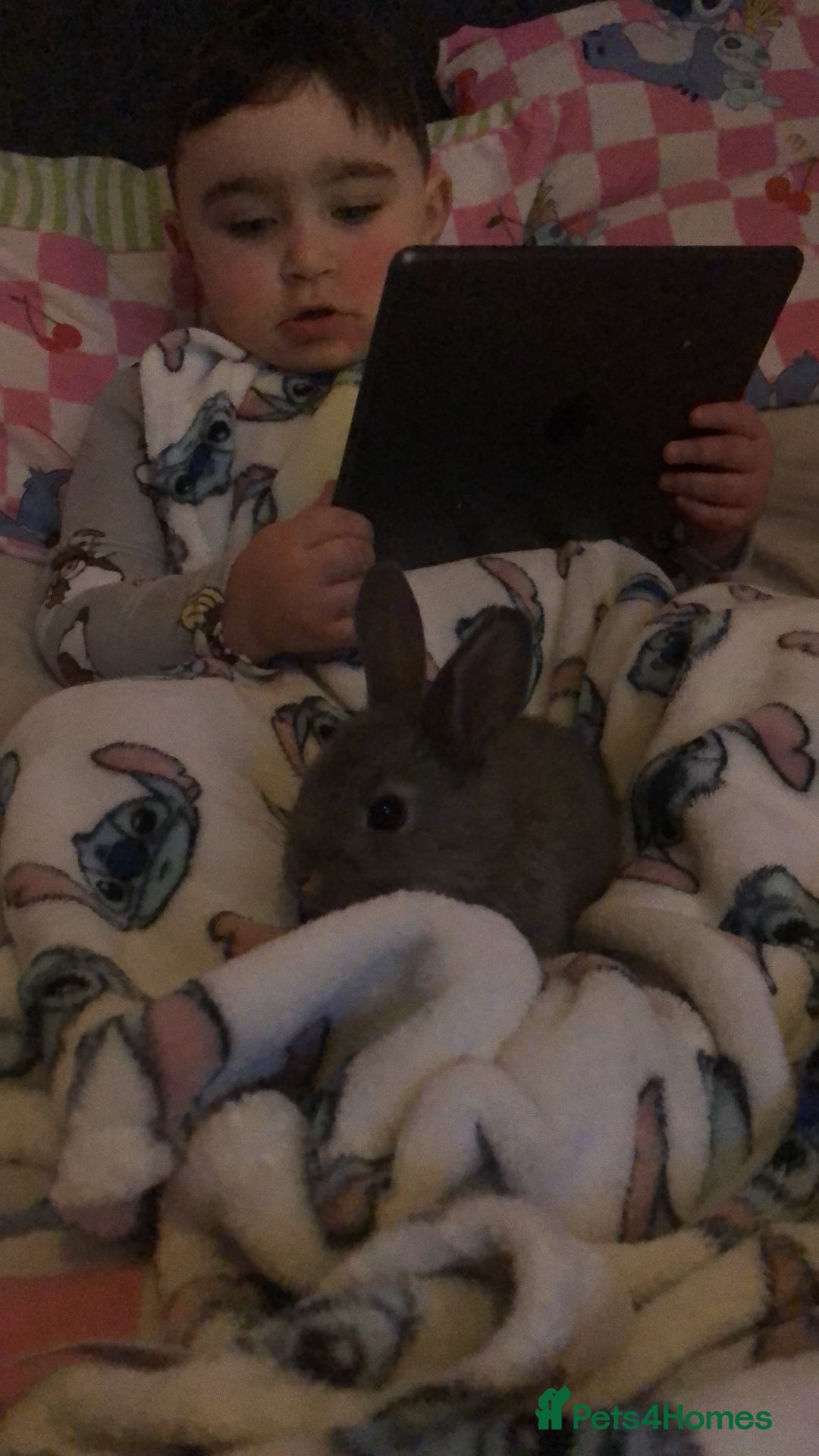 English Lop rabbits for sale: 7 weeks old English lop - Advert 5