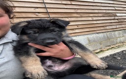 German Shepherd dogs for sale: German shepherd puppies  - Image 21
