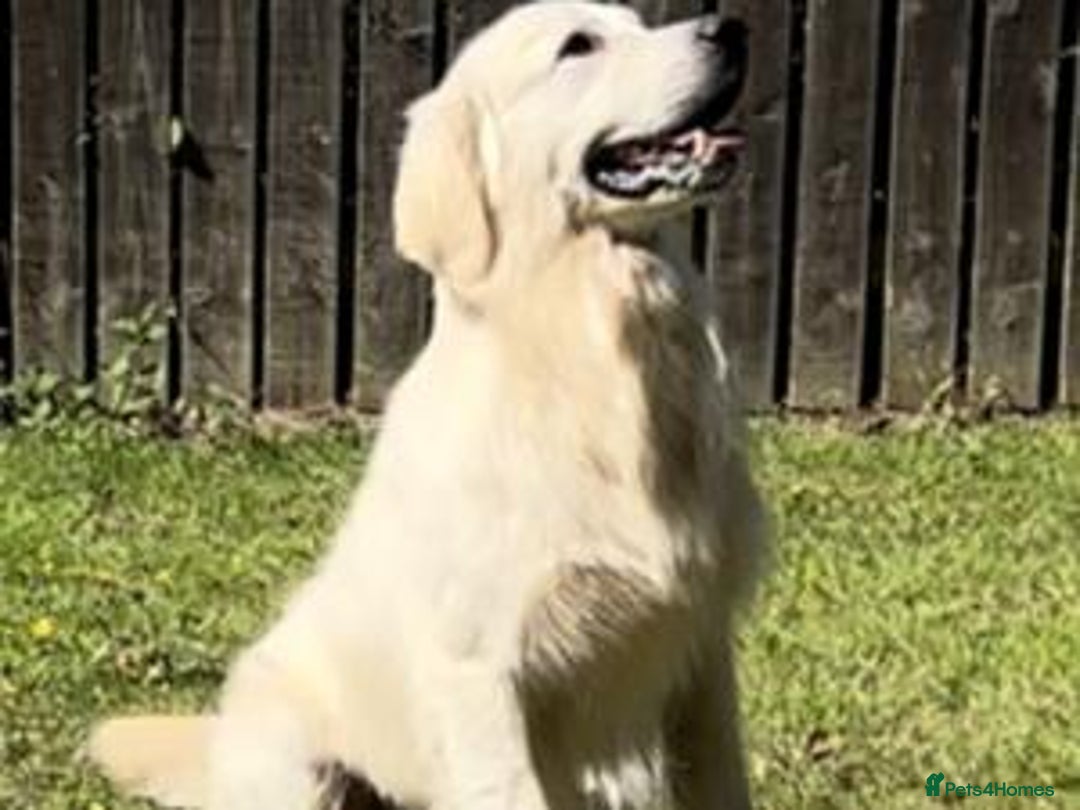 Golden Retriever dogs for sale: Extensively Health Tested English Cream Puppies - Advert 15