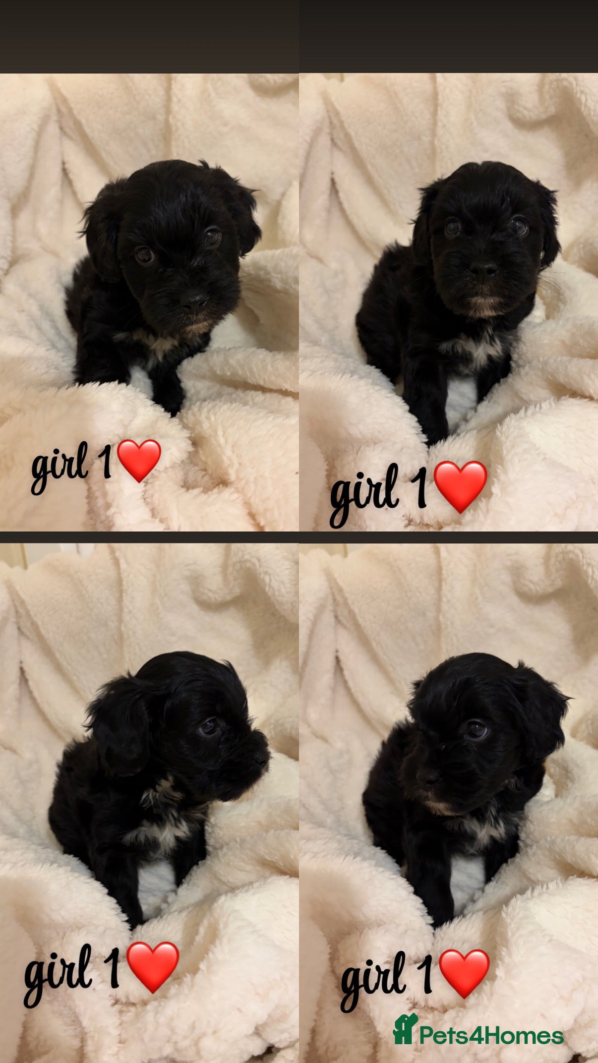 Mixed Breed dogs beautiful puppies for sale  - Advert 10