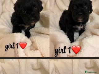 Mixed Breed dogs beautiful puppies for sale - Advert 4