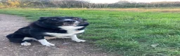 Border Collie dogs for sale: Border Collie in need of a calm home - Advert 3