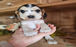 Cocker Spaniel dogs for sale: KC show cocker spaniel puppies - Image 20