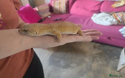 Gecko reptiles for sale: Gecko - Image 2