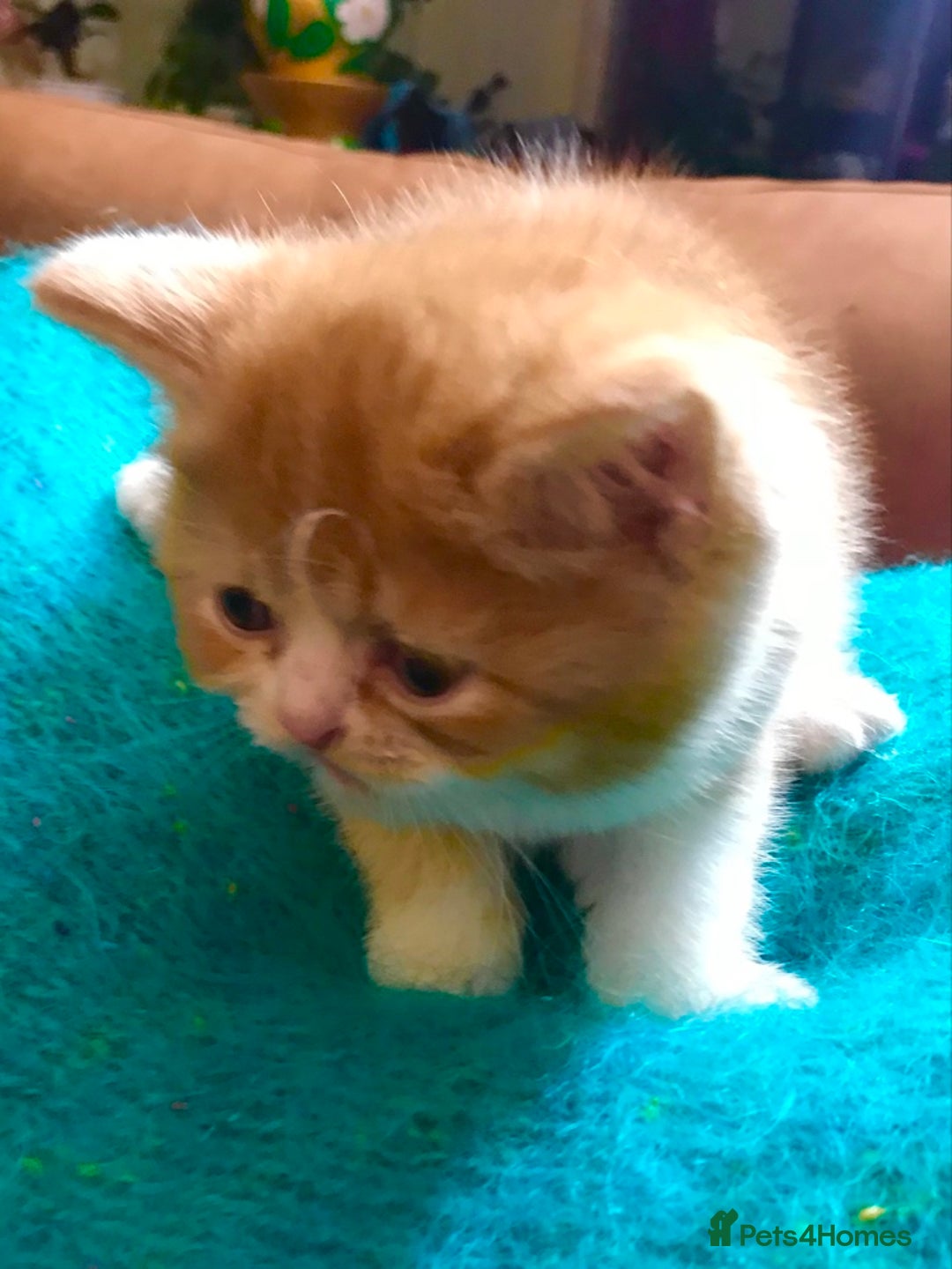 Scottish Fold cats for sale: Three Scottish Fold Kittens for sale - Advert 9