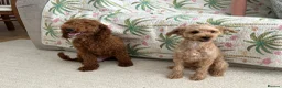 Mixed Breed dogs for sale: Poodles Pedigree -  Toy / Miniature  - Advert 8