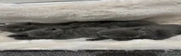 British Shorthair cats for sale: 💙Gorgeous Blue British Shorthair Kittens💙 in London - Advert 8
