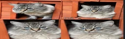 Ragdoll cats for sale: GCCF registered girl looking for her forever home - Advert 16