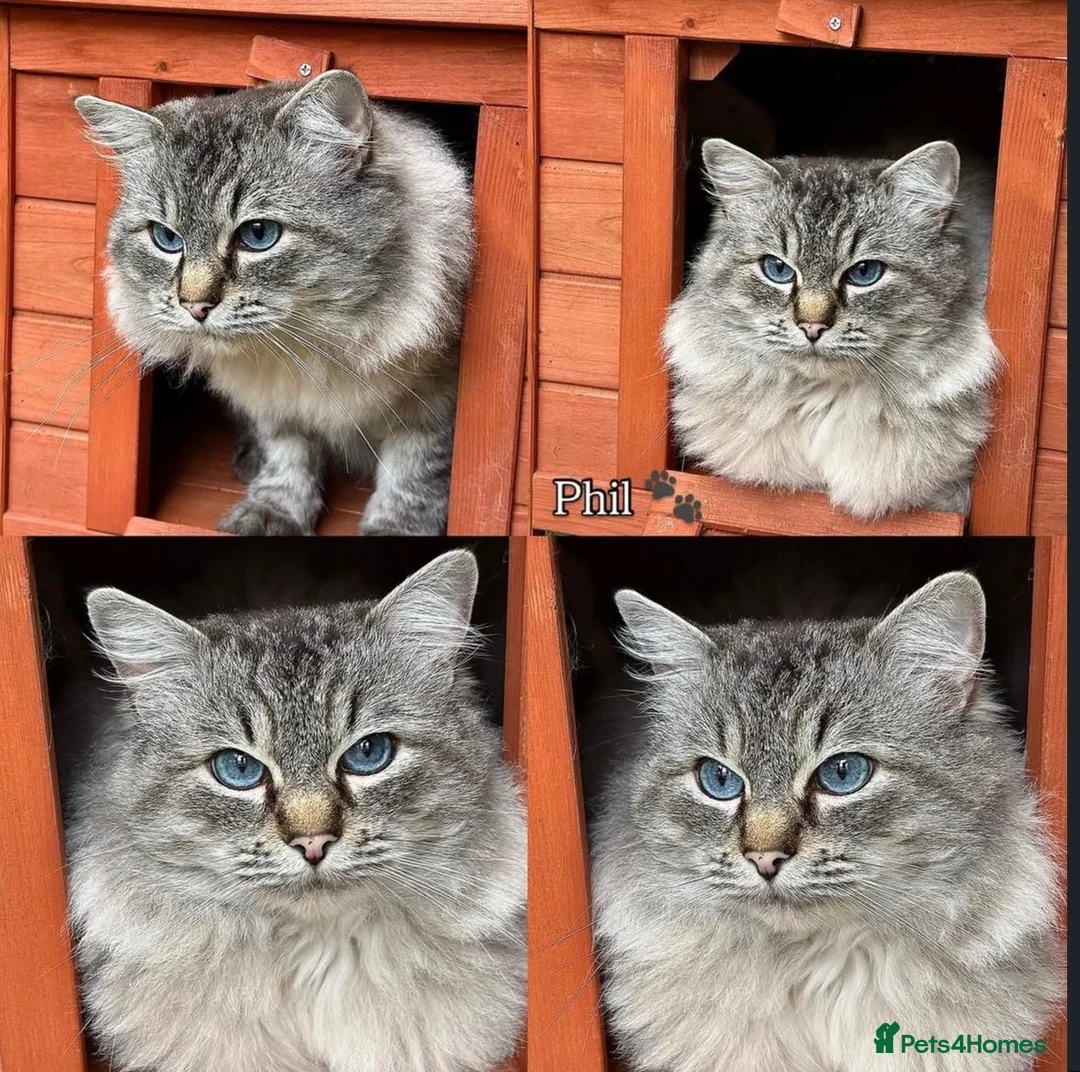Ragdoll cats for sale: GCCF registered girl looking for her forever home - Advert 16