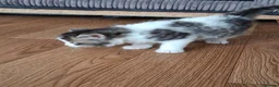 Mixed Breed cats for sale: 5 beautiful kittens  in Dagenham - Advert 3