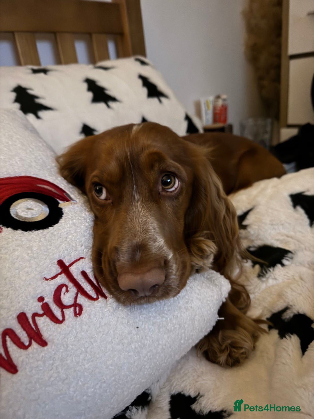 Cocker Spaniel dogs for stud: Working Cocker Spaniel for STUD - Advert 5