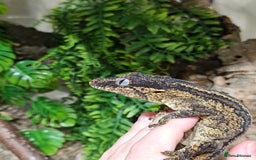 Gecko reptiles for sale: Gargoyle gecko - Advert 6