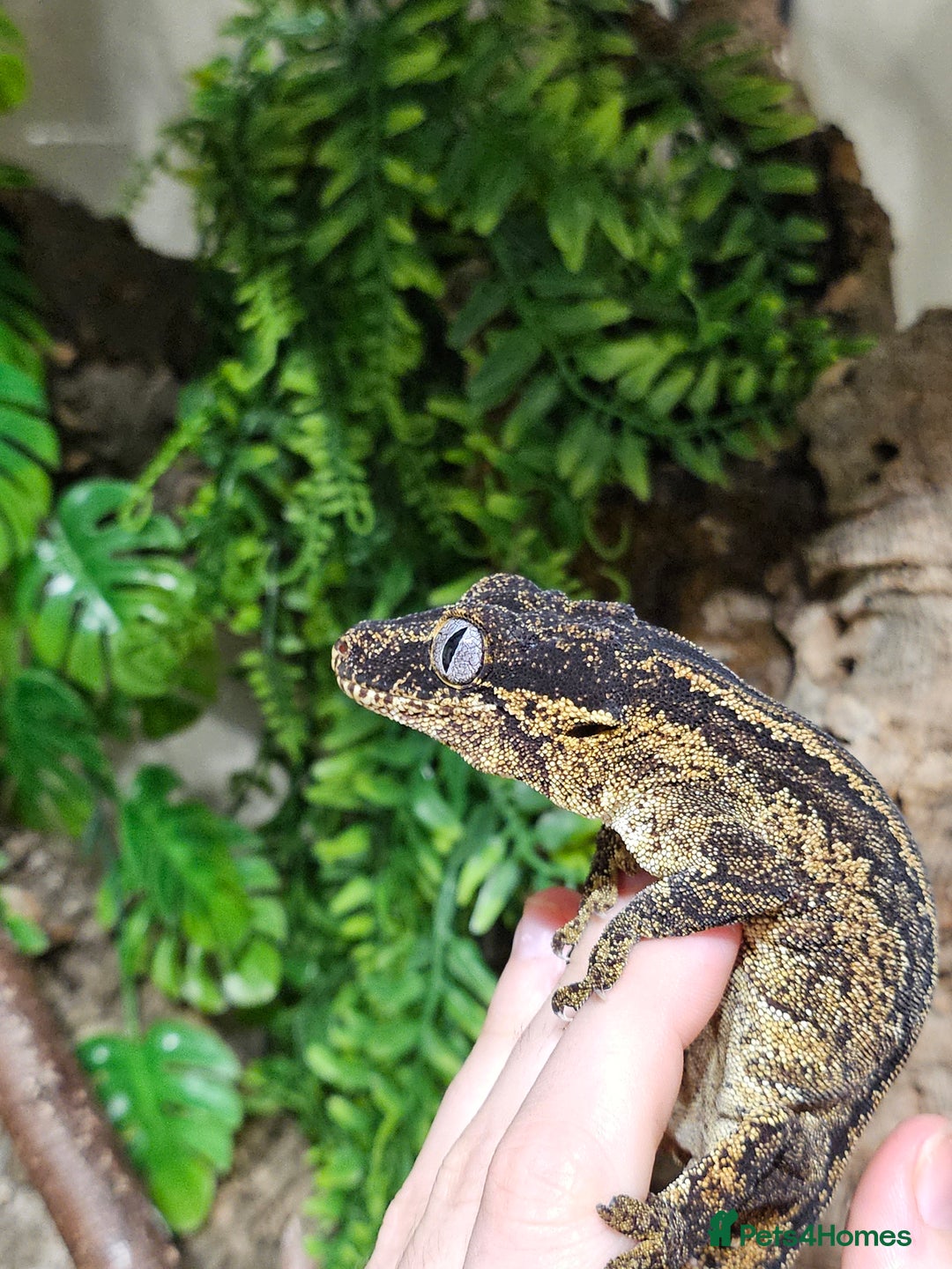 Gecko reptiles for sale: Gargoyle gecko - Advert 6