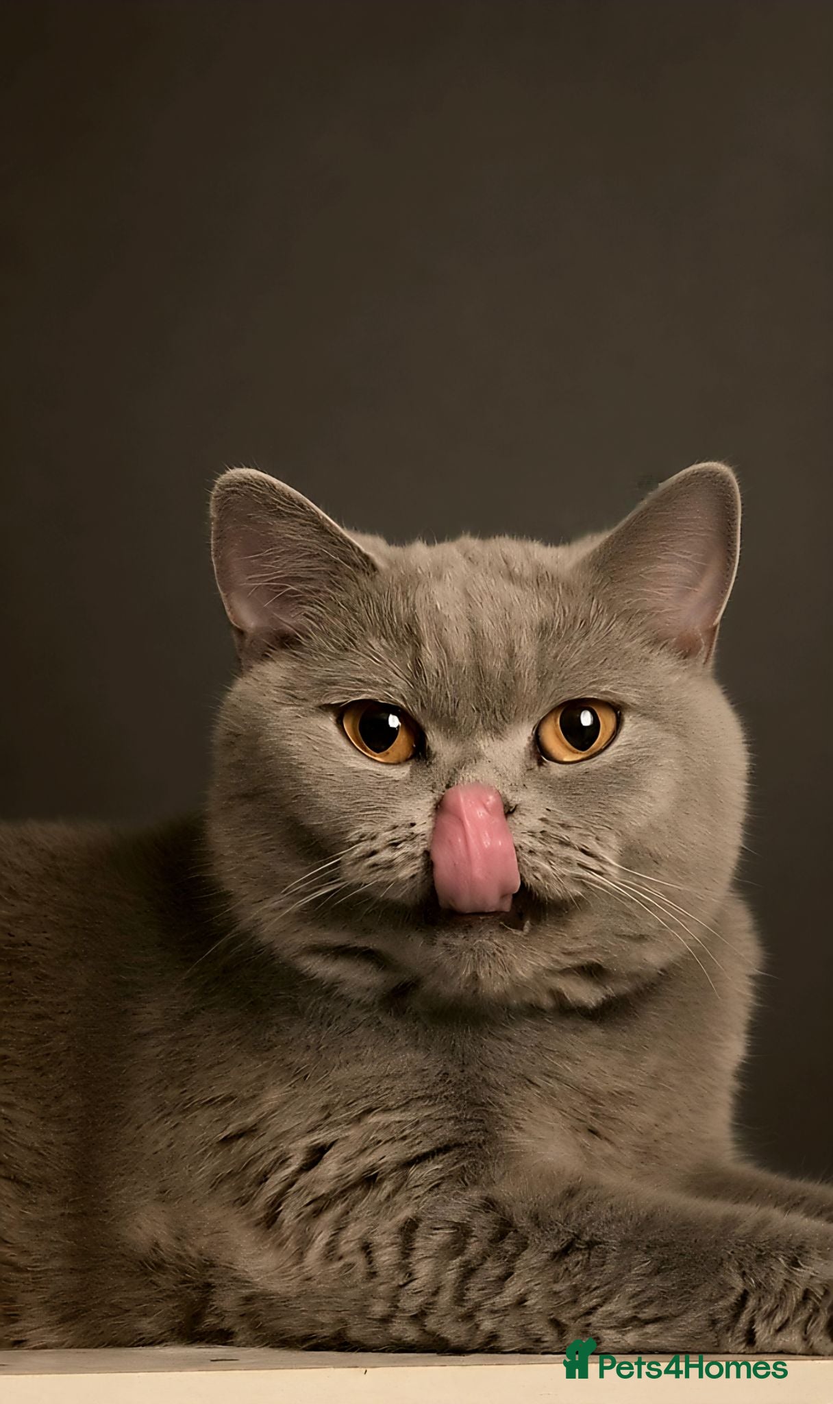 British Shorthair cats PURE BLUE BRITISH SHORTHAIR GIRL 3 YEARS OLD - Advert 3