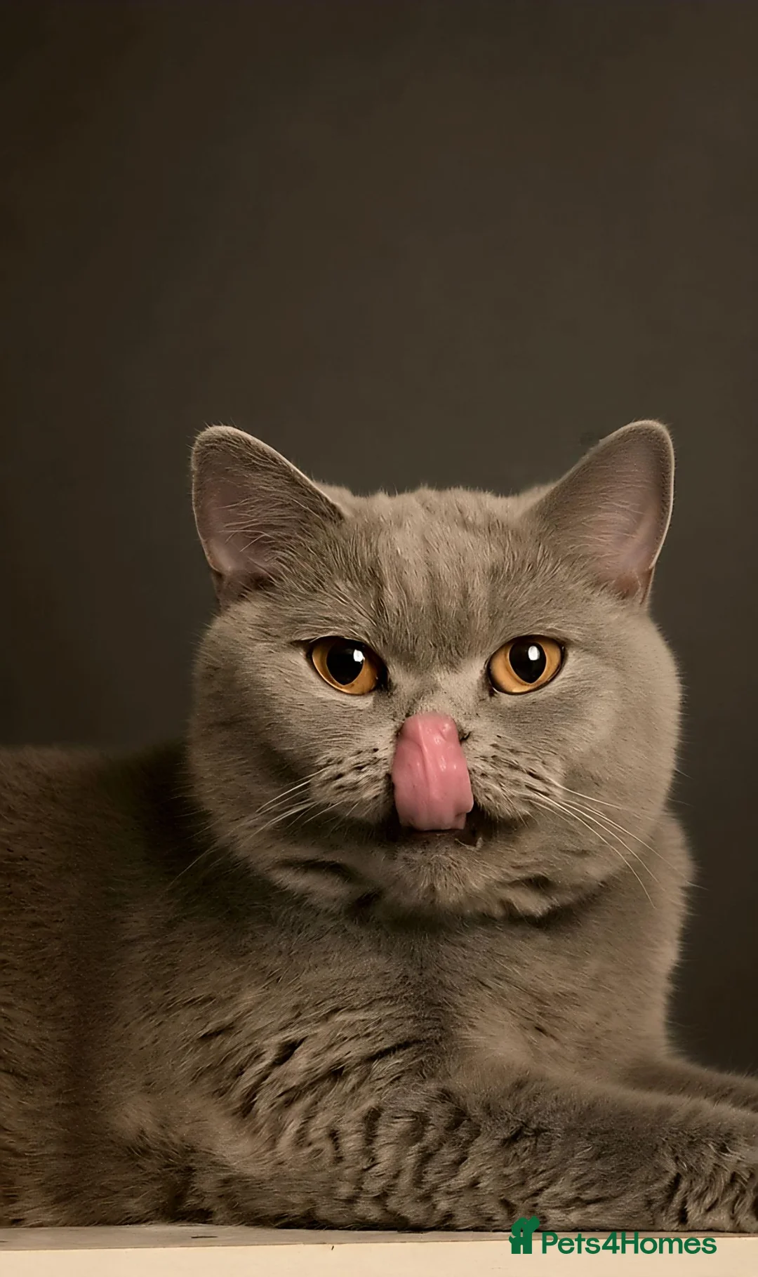 British Shorthair cats for sale: PURE BLUE BRITISH SHORTHAIR GIRL 3 YEARS OLD - Advert 1