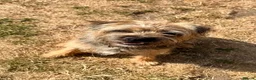 Border Terrier dogs for stud: Rusty – Proven, SLEM Clear Border Terrier Stud  - Advert 2