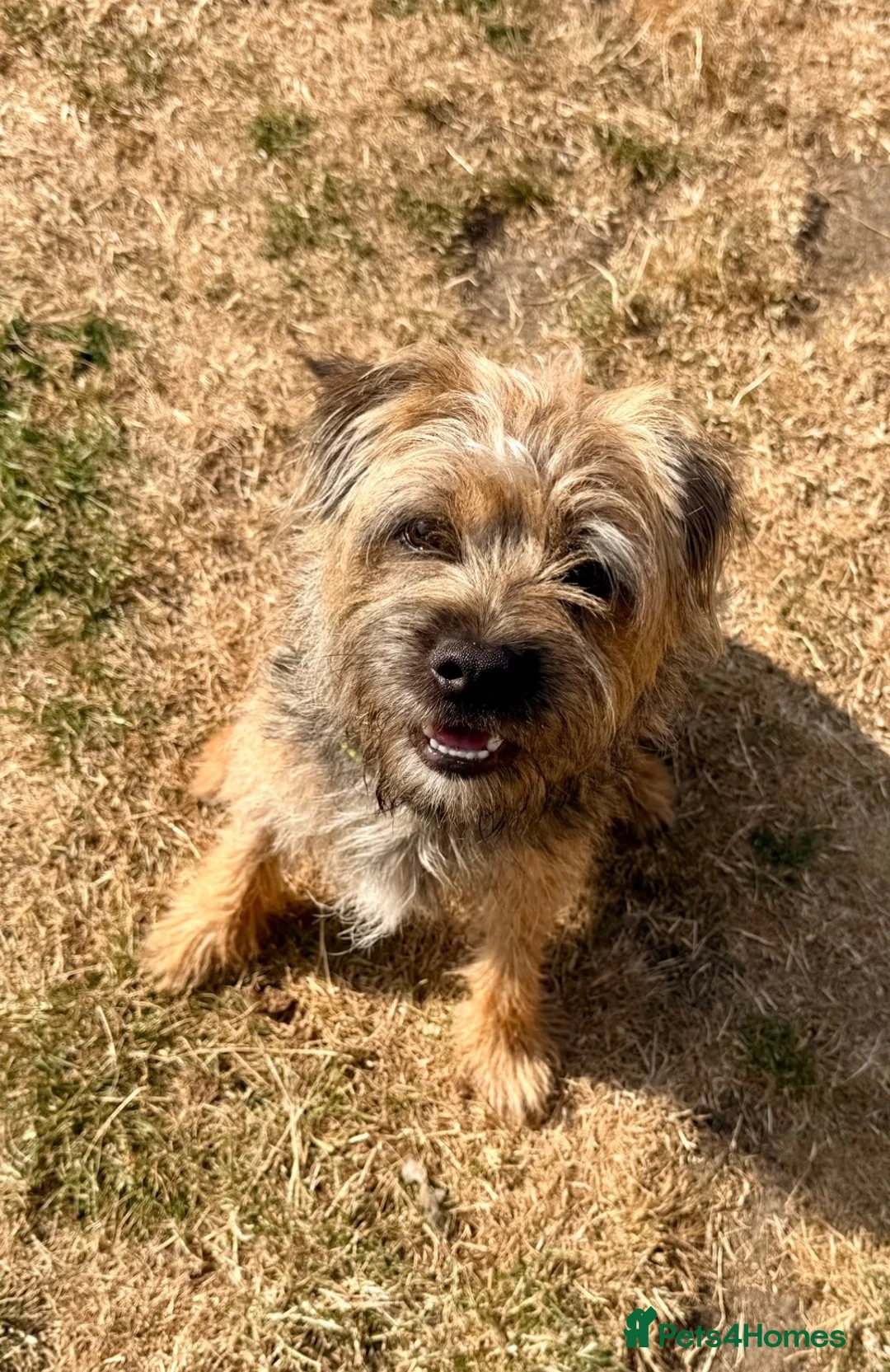 Border Terrier dogs for stud: Rusty – Proven, SLEM Clear Border Terrier Stud  - Advert 2
