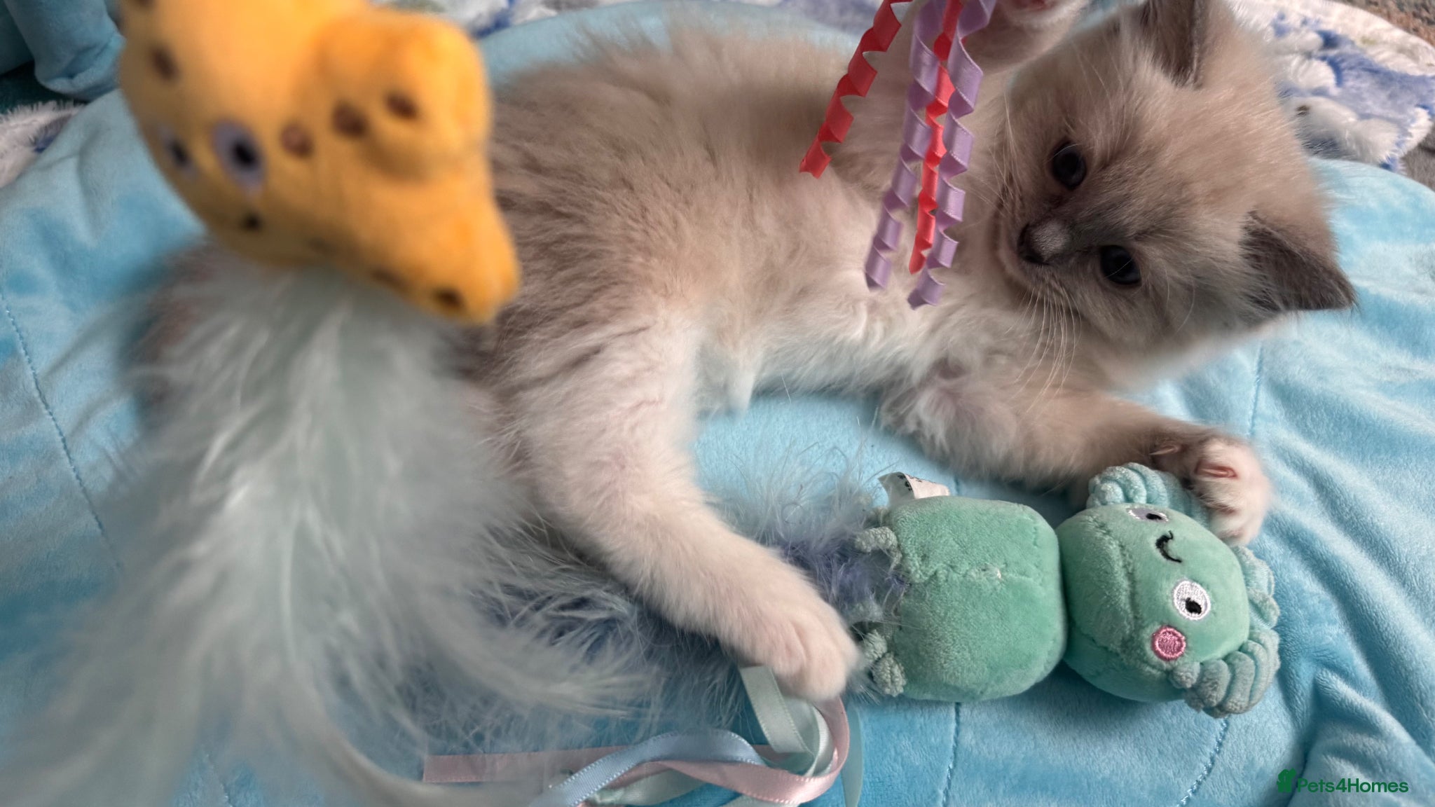 Ragdoll cats for sale: Beautiful Blue Point Mitted Ragdoll Boy in Banbury - Advert 7
