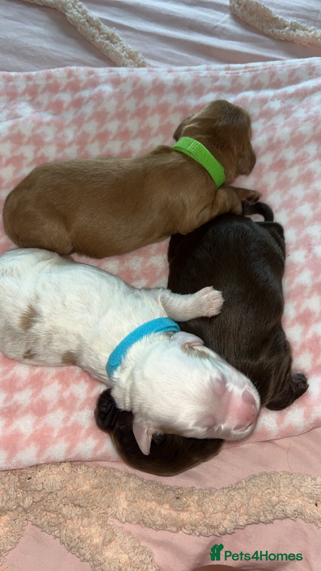 Cocker Spaniel dogs for sale: Gorgeous cocker spaniel pups(ONLY 1 REMAINING)  - Advert 13