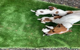 Jack Russell dogs for sale: Adorable jack Russell puppies  - Image 6