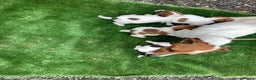Jack Russell dogs for sale: Adorable jack Russell puppies  - Advert 6