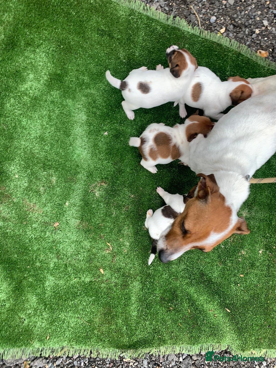 Jack Russell dogs for sale: Adorable jack Russell puppies  - Image 6