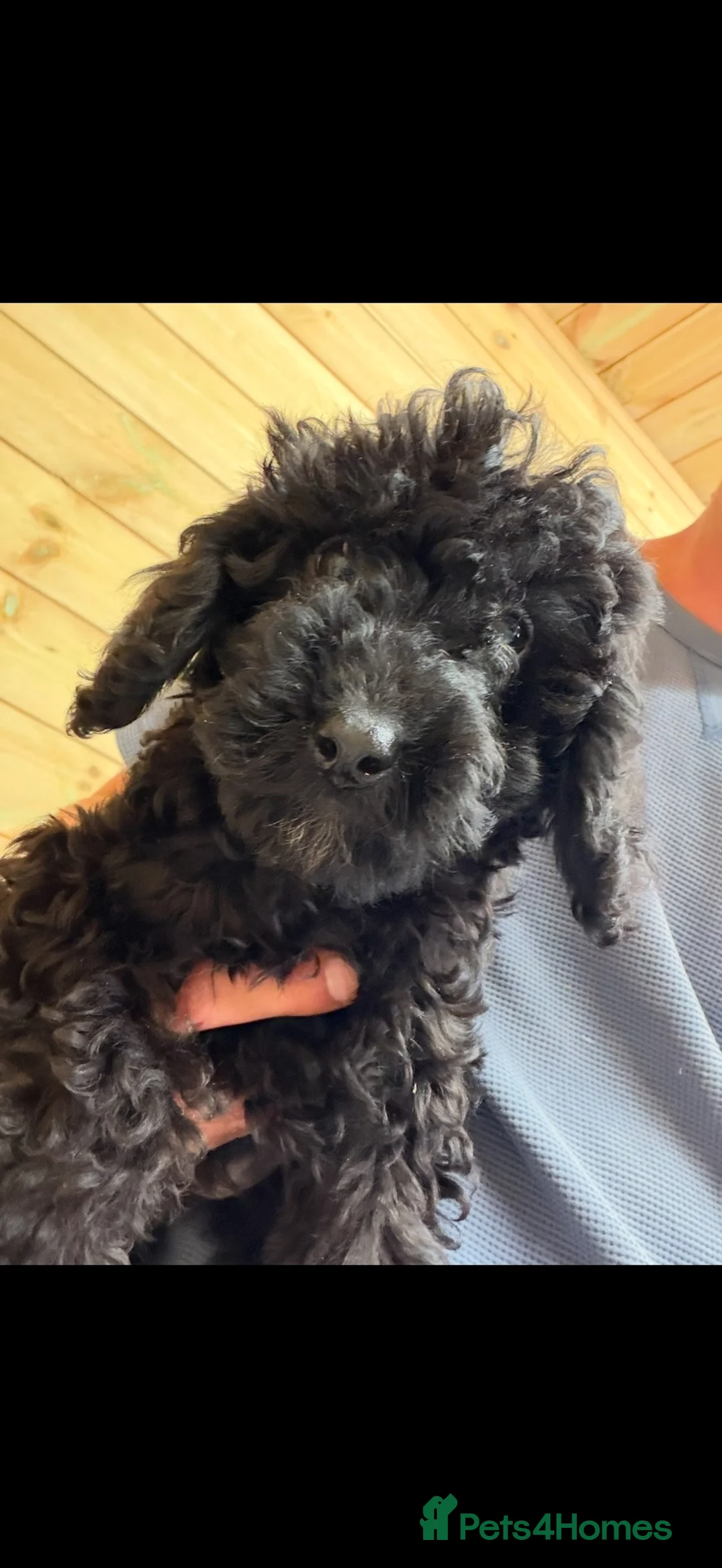 Cockapoo dogs for sale: Cockapoodle - Advert 2