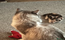 Ragdoll cats for sale: Ragdoll x tortoise shell kittens - Image 2
