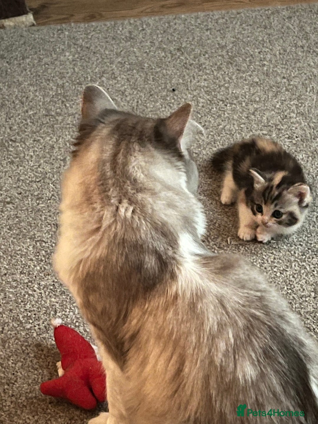 Ragdoll cats for sale: Ragdoll x tortoise shell kittens - Image 2
