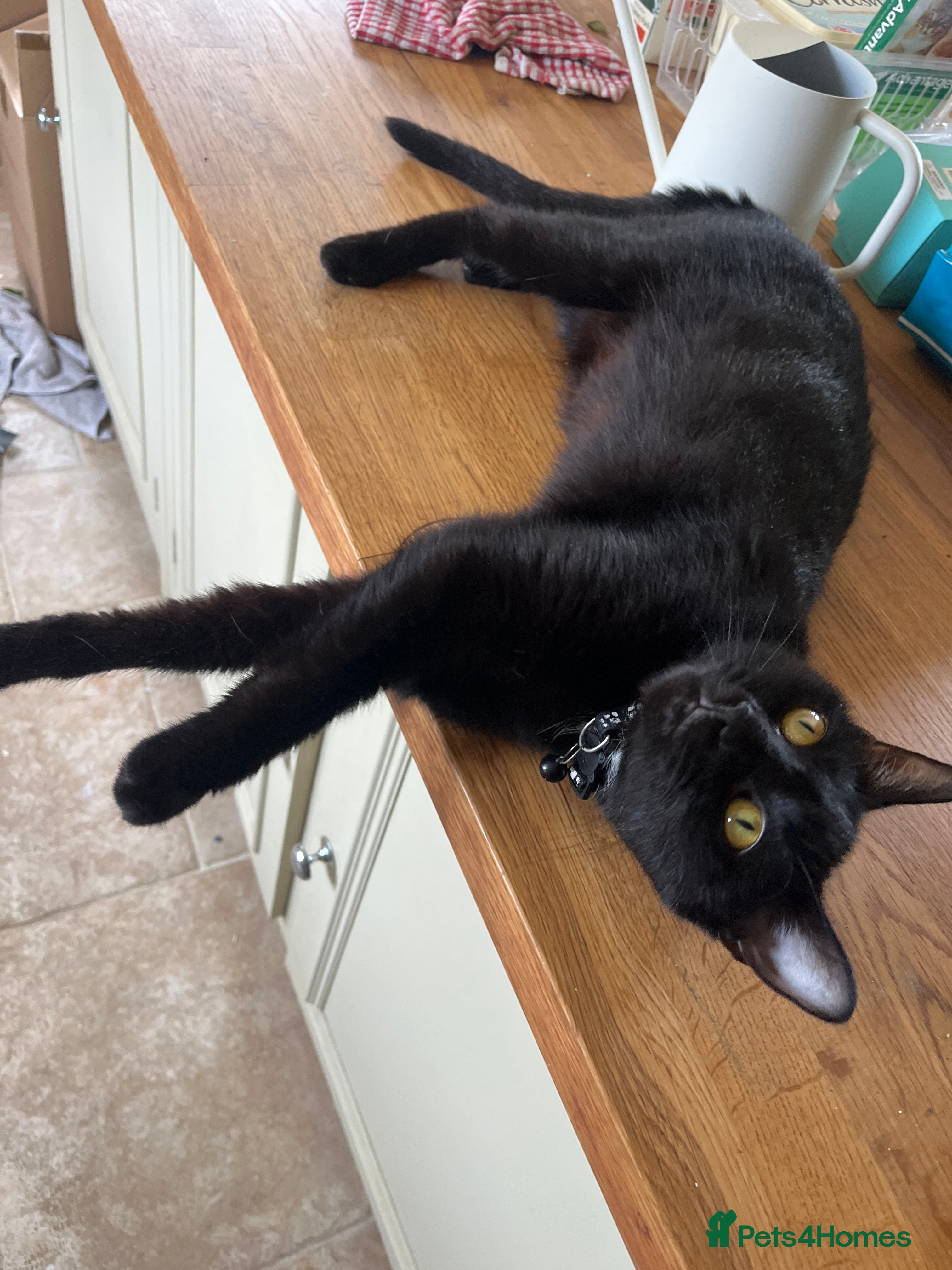 Domestic Shorthair cats Solid black kitten for sale - Advert 1
