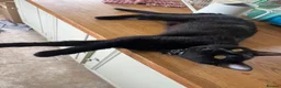 Domestic Shorthair cats for sale: Solid black kitten for sale in Bexhill-on-Sea - Advert 1