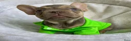 French Bulldog dogs for sale: FRENCH BULLDOGS, MERLE, ROJO, ISABELLA NEWSHADE. - Advert 11