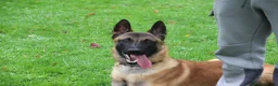 Belgian Shepherd Dog dogs for sale: Belgian Malinois Looking for a Loving Home - Advert 1