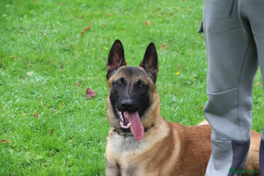 Belgian Shepherd Dog dogs for sale: Belgian Malinois Looking for a Loving Home - Advert 1