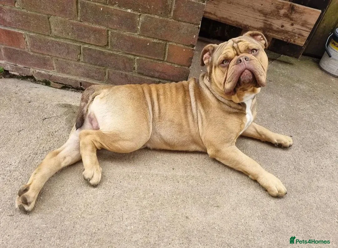 Olde English Bulldogge dogs for sale: Rodney Olde English Bulldogge - Advert 11