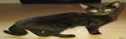 Domestic Shorthair cats for sale: Available Now! 11 Week Old Kittens x3 - Advert 8