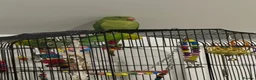 Ringnecks birds for sale: Ringneck Parrot for Sale in Harrow - Advert 4