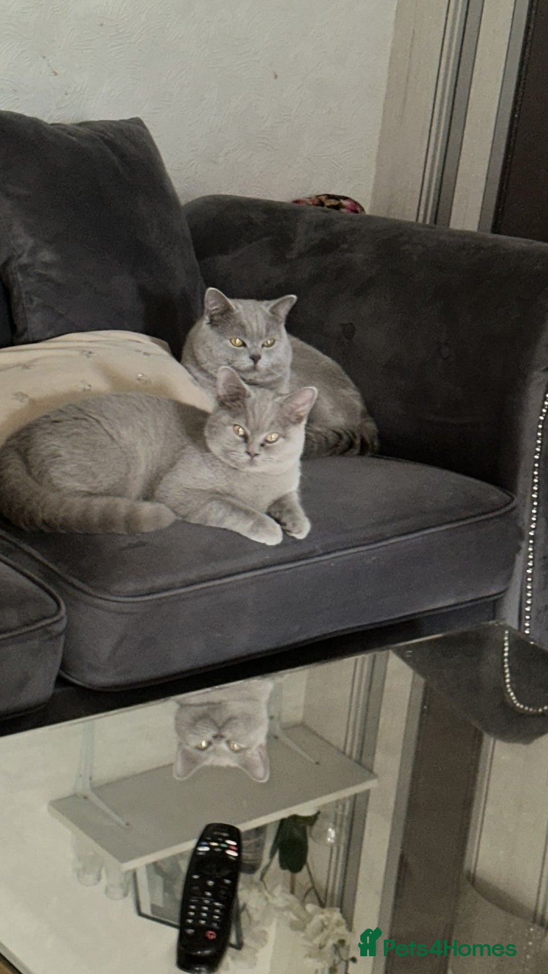 British Shorthair cats for sale: Pure breed dark grey bsh - Advert 3