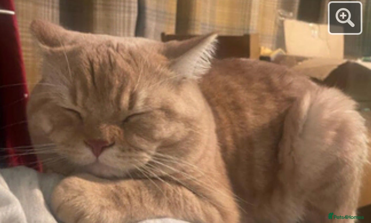 British Shorthair cats Beautiful Red British Short Hair - Advert 4