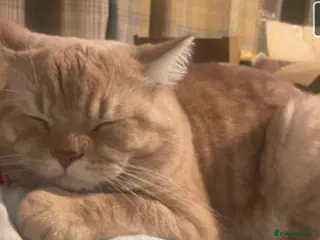 British Shorthair cats Beautiful Red British Short Hair - Advert 4