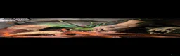 Corn Snake reptiles for sale: Female Corn snake with viv + extras in South Shields - Advert 4