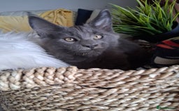 Maine Coon cats for sale: MAINE COON XL purebred registered active - Image 23