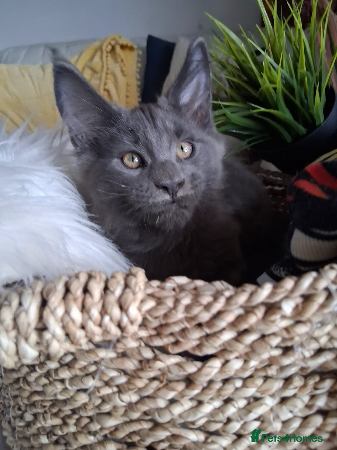 Maine Coon cats for sale: MAINE COON XL purebred registered active - Image 23