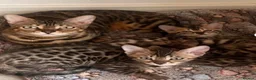 Bengal cats for sale: Stunning full pedigree registered bengal kittens  - Advert 25