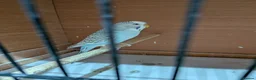 Budgerigars birds for sale: Budgie German Fallow  - Advert 2
