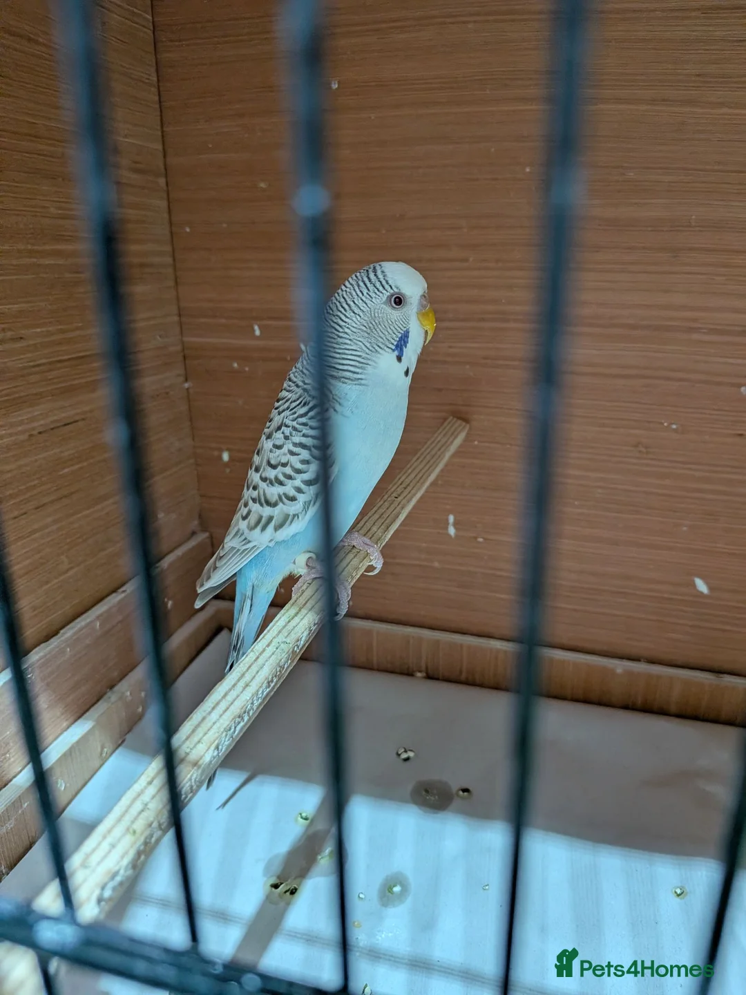 Budgerigars birds for sale: Budgie German Fallow  - Advert 2