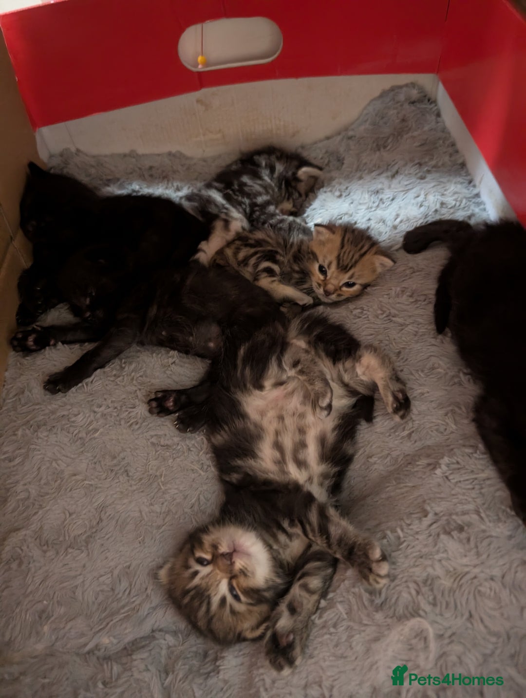 Ragdoll cats for sale: Tabby or black Ragdoll x kittens - Image 11