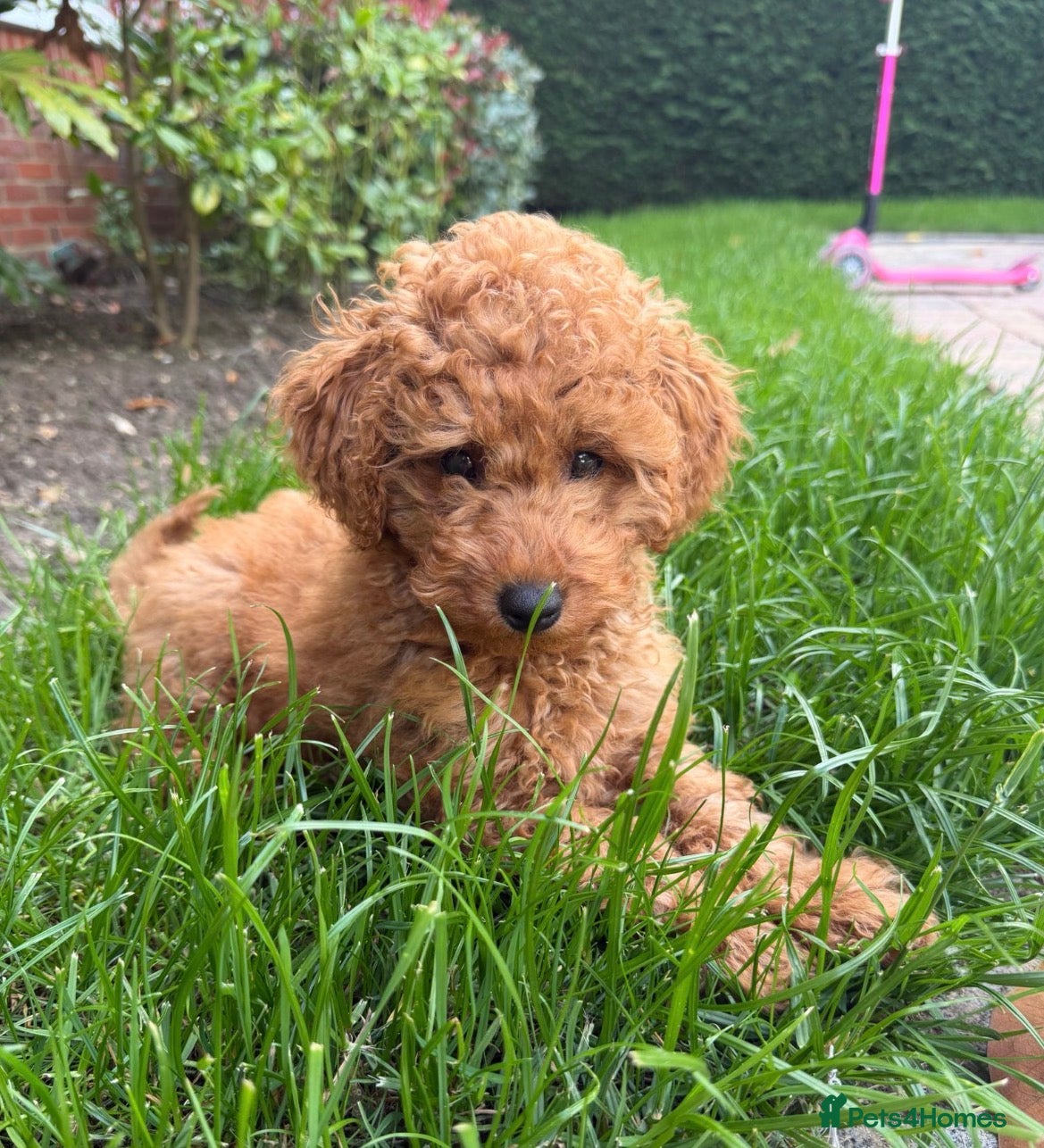 Miniature Poodle dogs 5⭐️licensed(Teddy) Kc Registered Miniature poodle  - Advert 2